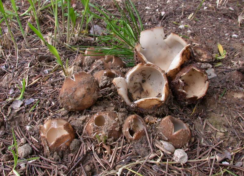 Geopora sumneriana. Scheda fotografica